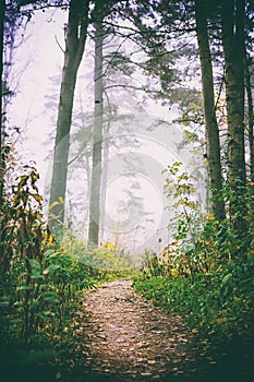 Misty fog forest in Belarus, golden autumn folliage