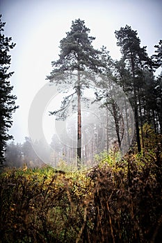 Misty fog forest in Belarus, golden autumn folliage