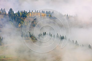 Misty Fog in Mountains hills -  landscape with fir and pine forest in Mountains valley, autumn season