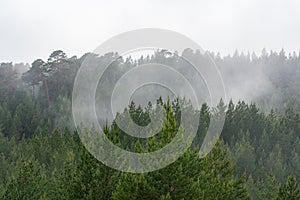 Misty fog over green pine tree forest