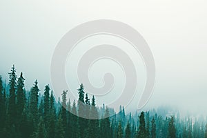 Misty fog pine forest mountain slopes color toning photo