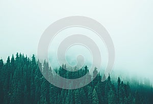 Misty fog pine forest mountain slopes color toning photo