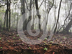 Misty or foggy forest in Kinnakorai, Nilgiris, Tamilnadu, India.
