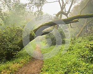 Misty Foggy Green California Hiking Trail, with Overarching Mossy Tree Trunk