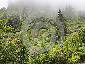 misty foggy morning forest mountain hiking trail mist fog sky nature background