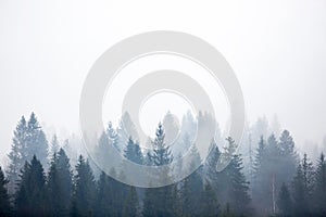 Misty foggy mountain landscape with fir forest and copyspace.