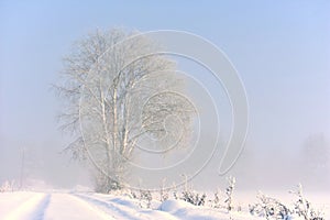 Misty foggy winter day in Europe.Snowy trees