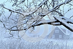 Misty foggy winter in Europe.Snowy trees