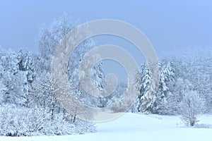 Misty foggy winter in Europe.Snowy trees