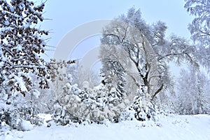 Misty foggy winter in Europe.Snowy trees