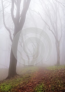 Misty forest