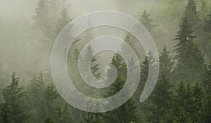 Misty forest photo