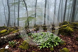 Misty forest