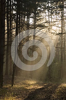 Misty forest photo