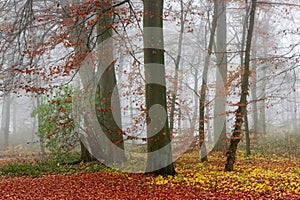 Misty forest in autumn