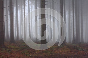 Misty forest - autumn background