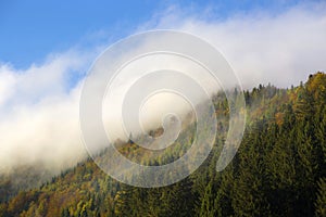 Misty forest in the Bavarian mountains