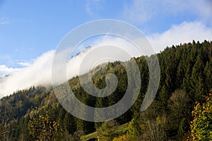 Misty forest in the Bavarian mountains