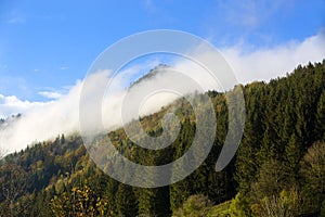 Misty forest in the Bavarian mountains
