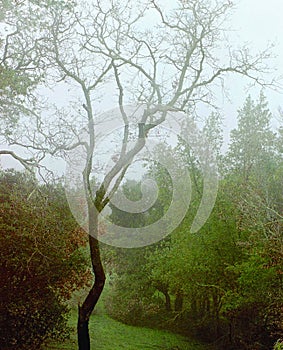 Misty Forest in China Camp, California