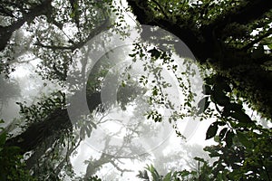 Misty forest, Costa Rica