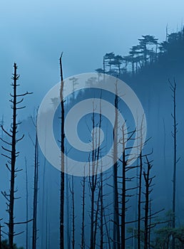 Misty Forest at Dawn with Silhouettes of Bare Trees