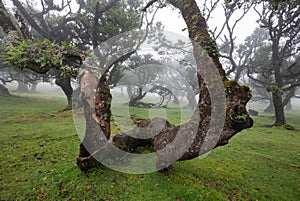 Misty forest on Fanal, Madeira