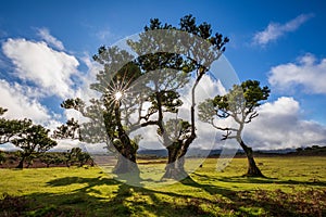 Misty forest on Fanal, Madeira