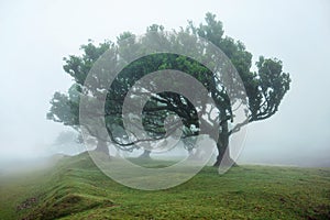 Misty forest on Fanal, Madeira