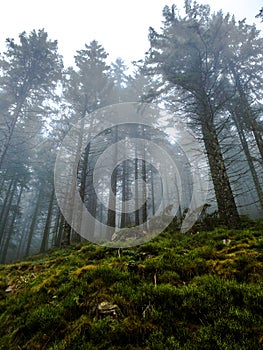 Misty forest in the fog - Black Forest