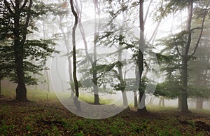 Misty forest. Foggy forest in a gloomy landscape