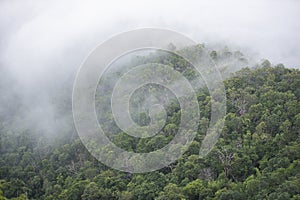 Misty forest , Foggy morning mist in valley beautiful in Thailand Asian - Misty landscape mountain fog and forest tree view on top