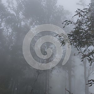 Indonesian misty forest