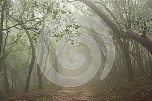 Misty forest of Matheran Hill station during rainy monsoon season.