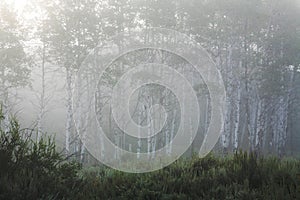 Misty Forest photo
