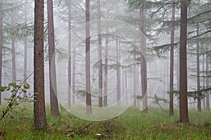 Misty forest