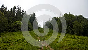 Misty forest on the mountains during summer. Slovakia