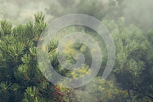 Misty forest in Norway - spooky landscape.