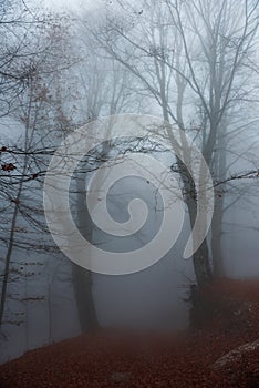 Misty forest path