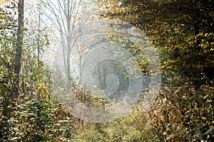 Misty forest path