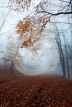 Misty forest path in autumn