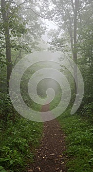 Misty Forest Path: A Serene Walk Through Green Woods
