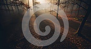 Misty Forest Pathway