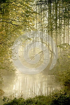 Misty forest river with early morning sun rays