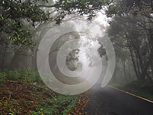 Misty forest road in Kinnakorai, Tamilnadu.