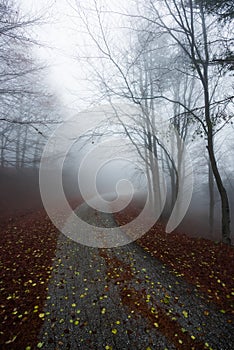 Misty forest rural path