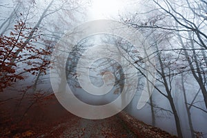 Misty forest rural path