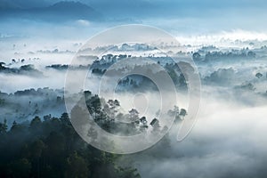 Misty forest seen from top at morning