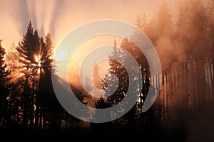 Misty forest with sunrise Yellowstone