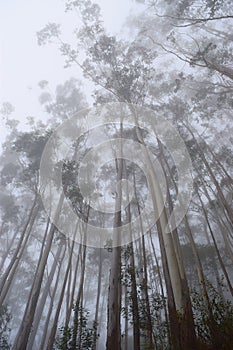 Nebbioso foresta alberi un infinito il cielo schermo sfondo del desktop 